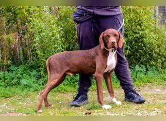 Emilio  - Pointer-Mix, lieb und verträglich