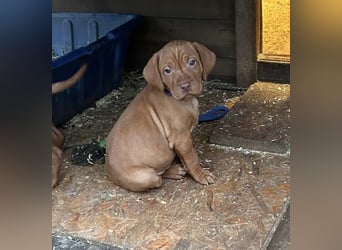 Magyar Vizsla aus Jagdlicher Leistungszucht. Ein Rüde sucht noch sein perfektes Zuhause