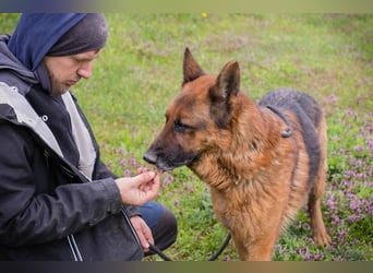 SANCHO - der hübsche Rüde sucht hundeerfahrene Menschen, die ihn artgerecht beschäftigen + auslasten