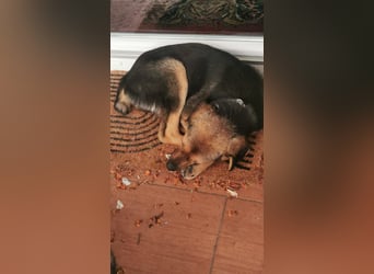 Gigi  ist in der Südpfalz zu besuchen