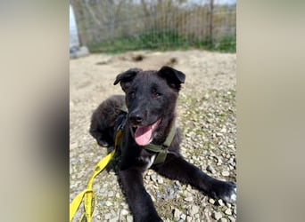 Fröhlicher Welpenjunge Buddy
