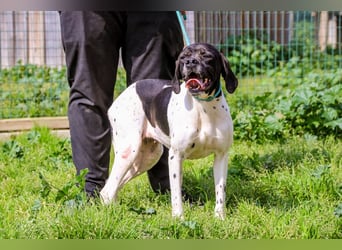Pepa  - Englischer Pointer, lieb und verträglich