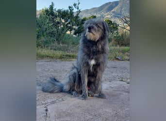 Balou wartet auf sein Für-Immer-Zuhause