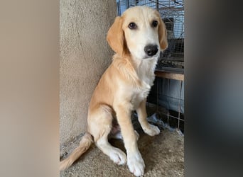 Gipsy, geb. ca. 04/2025, lebt in GRIECHENLAND, im städt. Tierheim Serres