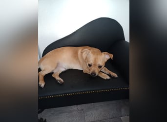 Süße Chorkie-Welpen black and tan & beige MIX !!!