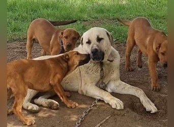 Riesen"Baby"Kangal♥Ares♥ 99718 Greussen