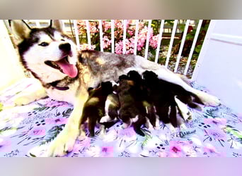 FCI Pedigree Blue Eyed Black & White Siberian Husky Champion Puppy