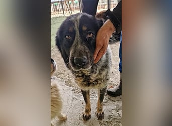 Ruby, lieb und gutmütig