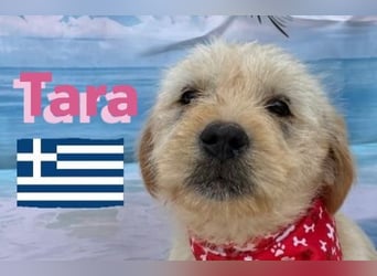 Tara, geb.01/25 - aufgeschlossenes Hundemädchen sucht ihre Familie