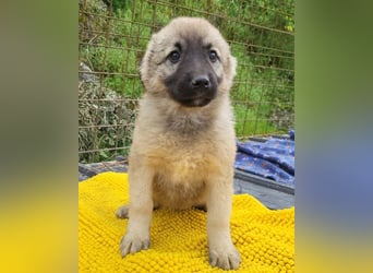 Suki ❤️ Süßes + liebes Welpenmädchen!