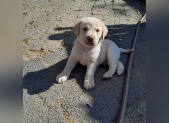 Reinrassige Labradorwelpen