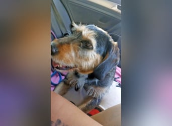MIA - fantastische Hundedame auf Pflegestelle!