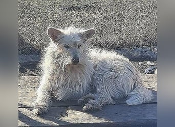 CHU'SI gerettet aus Horror Tötung Slatina, Ostern '22