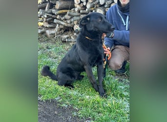 Axel, geb. 01.07.2023, 57cm, sucht seine Menschen