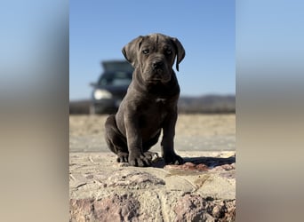 Cane Corso grau  welpen hündin Graue Hündin mit Züchtergarantie EUCH WCh-Linie zu verkaufen