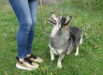 Mischa sucht ein neues Zuhause