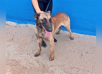 Tintin, traumhafter Malinois Rüde mit bestem Charakter, sehr sozial   Steckbrief Name: Tintin Rasse: