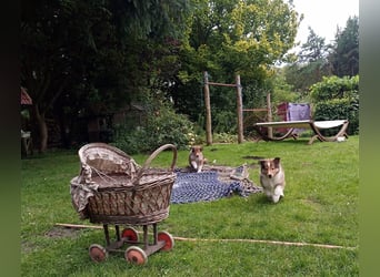 Familienfreundliche amerikanische Collies