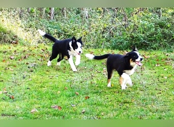 Verkaufe Reinrassige Border Collie Welpen