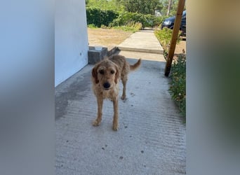 Kelly – Griffon Mix: sanfte Hundeseele sucht dringend ein Zuhause voller Liebe