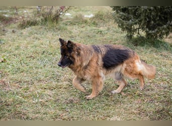 NERJA - die aufgeschlossene und freundliche Schäferhund-Mix-Dame sucht ihr eigenes liebes Zuhause