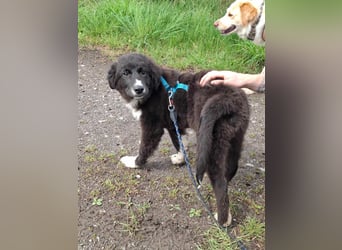 Baloo - junger,lebensfroher Hund