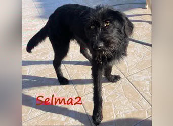 Selma2 11/2022 (GRC) - traumhafte, super soziale und hübsche Schnauzer-Mix Hündin!
