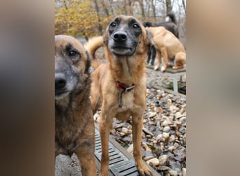 Bezaubernde Hundelady RONJA sucht liebevolle Familie