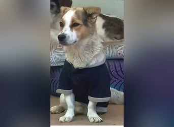 Didier - freundlicher, aktiver, verspielter kleiner Jack Russel-Mix Rüde / z.Zt. noch in Rumänien
