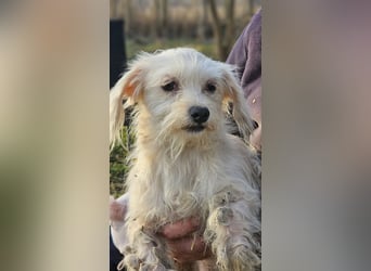 Pixel möchte kleine Abenteuer erleben