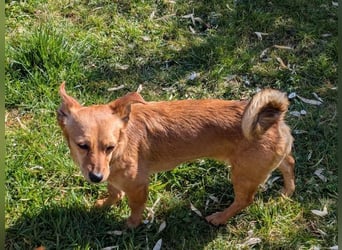 Greta und Helene, zwei süsse noch unerzogenen frechen Mäuse, nur im Doppelpack