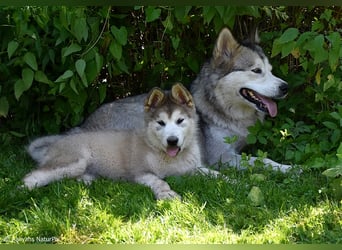 Zuchtstätte Silberglanz- C-Wurf / Alaskan Malamute Welpen - 3 Weibchen/2 Rüden