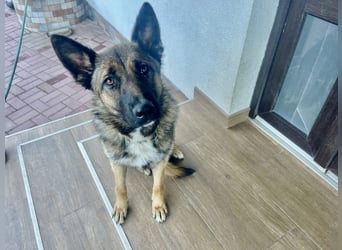 Junge Mischa sucht ihr Zuhause