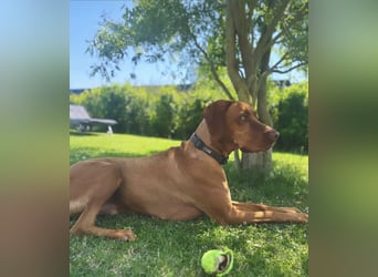 Magyar Vizsla Wurfankündigung