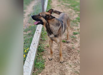 Rex liebenswerter, junger Malinois / Schäferhund Mischling Rüde sucht Zuhause oder Pflegestelle