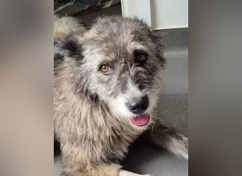 Amy - vorsichtige, schüchterne, ruhige, katzenverträgliche große Hündin / z.Zt. noch in Rumänien