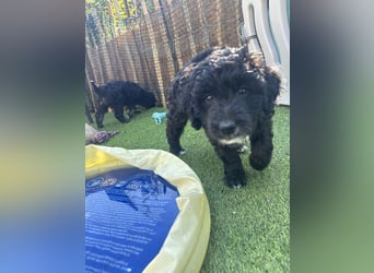 Labradoodle