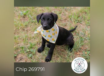 Chip 269791: Hundekind sucht ein Zuhause