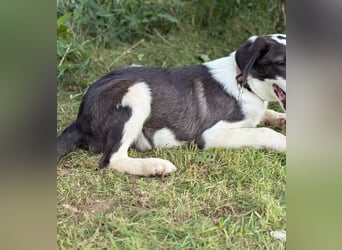 HARRY - Lebhafter Border Collie Mix sucht aktive Familie