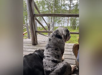 Willi u.Agnes, English Englische Bulldogge, reinrassig, Papiere, Ahnentafel, Gesundheitszeugnis lieb