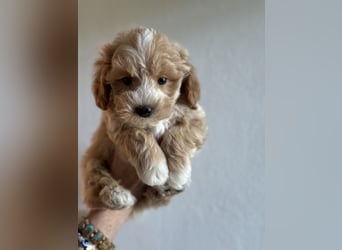 Maltipoo/mini Doodle Welpen in abricot/creme farben