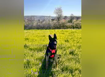 Joshi, geboren 04.06.2024, 54cm sucht neues Zuhause