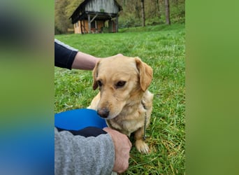 neugieriger Bailey