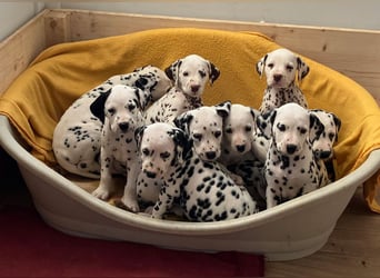 Magic Little Spots - tolle Dalmatinerwelpen aus verantwortungsvoller VDH Zucht