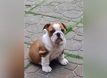 Englische Bulldogge