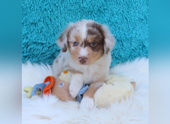 Super schöne Miniature Australian Shepherd Schmusebärchen aus liebevoller Hausaufzucht .