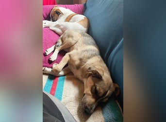 Luka sucht sein Zuhause!