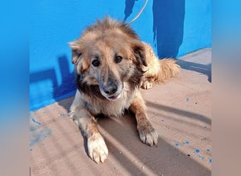 Honey, zurückhaltender Sanfter Collie Mix sucht ruhiges Zuhause