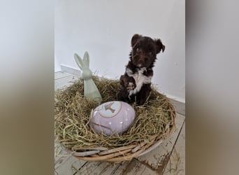 Süsses Yorki Bolonka Zwetna Mädchen Welpe abzugeben