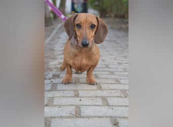 Lola - aufgeschlossene, menschenbezogene nette Hündin